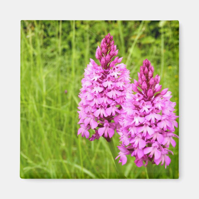 Magnet d'orchidée pyramidal (Devant)