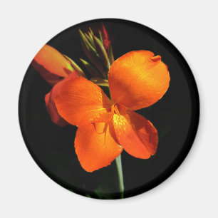 Magnet d'orchidées éblouissant