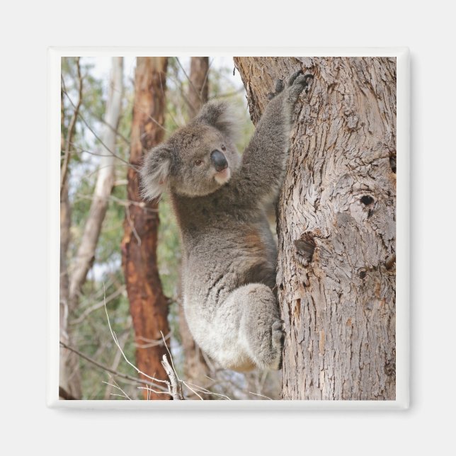 Magnet d'ours Koala (Devant)