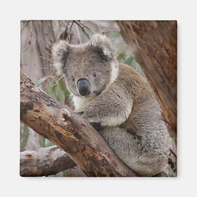 Magnet d'ours Koala (Devant)