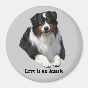 Magnet du berger australien