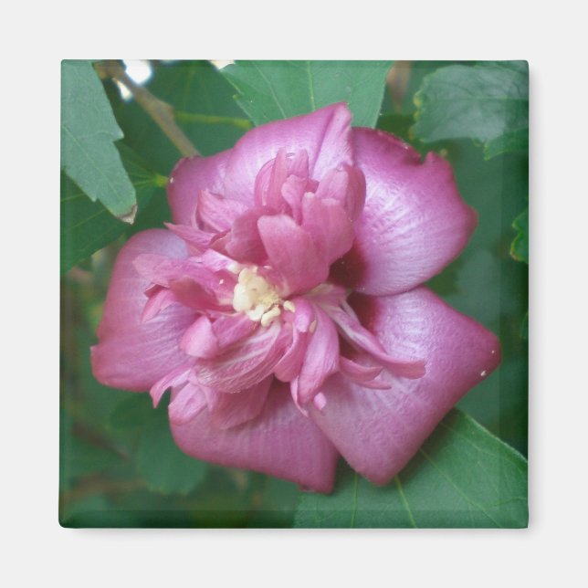 Magnet einer Rose Sharons beginnt zu blühen (Vorne)