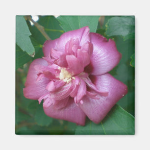 Magnet einer Rose von Sharon anfangend zu blühen