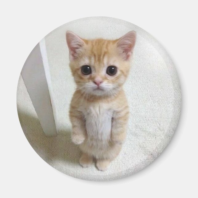 Magnet El Gato Cat Meme (Vorne)