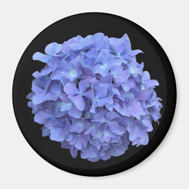 Magnet en fleur d'Hydrangée bleue (Devant)