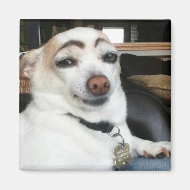 Magnet Eyebrow Dog Meme (Vorne)