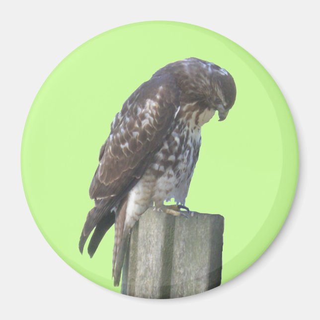 Magnet - Falcon (Vorne)