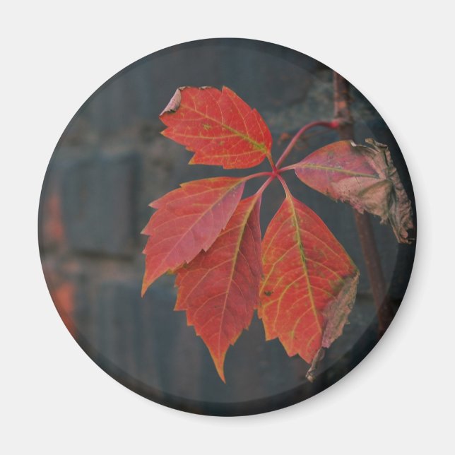 Magnet Feuille rouge (Devant)