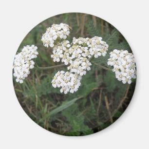 Magnet Fleur sauvage blanc