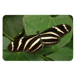 Magnet Flexi de papillon zébrée