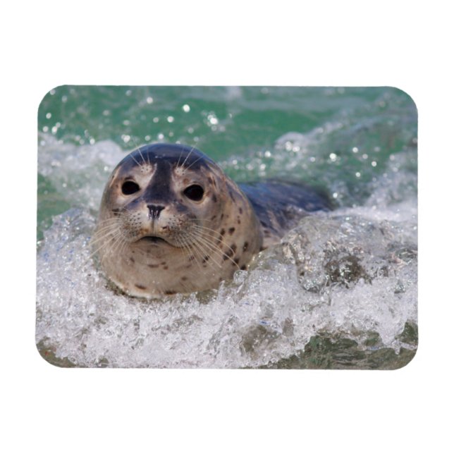 Magnet Flexible A baby seal surfing (Horizontal)