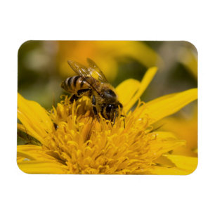 Magnet Flexible Abeille africaine de miel avec l'alimentation de