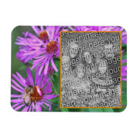 Abeille De Miel Sur Fleur D'Aster Rose Ajouter Vot