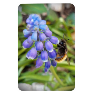 Magnet Flexible Abeille sur Muscari Armeniacum, Grape Hyacinth