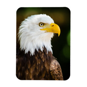 Magnet Flexible Adulte patriotique Adult American Bald Eagle
