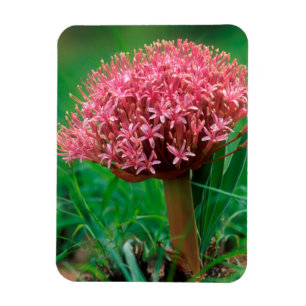 Magnet Flexible African Lily (agapanthus praecox), Mala Mala