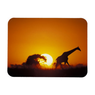 Magnet Flexible Afrique, Botswana, Parc national de Chobe, Girafe 