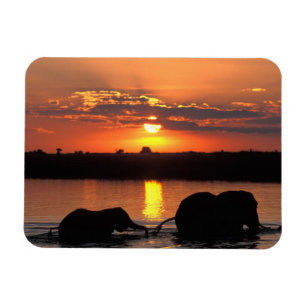 Magnet Flexible Afrique, Botswana, Parc national de Chobe, Troupea