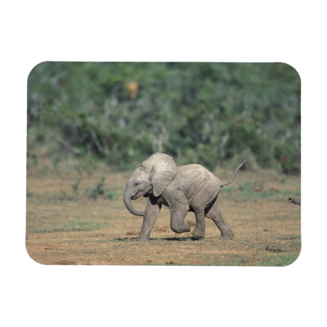 Magnet Flexible Afrique du Sud, Addo Elephant Nat'l Park. Bébé (Horizontal)