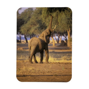 Magnet Flexible Afrique, Kenya, Masai Mara. Éléphant (Loxodonta