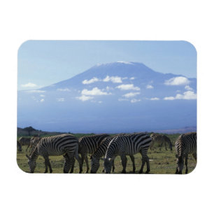 Magnet Flexible Afrique, Kenya, Parc national d'Amboseli, Troupeau