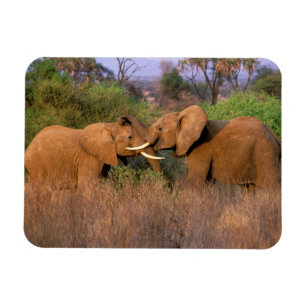 Magnet Flexible Afrique, Kenya, Samburu. Défi de l'éléphant