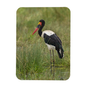 Magnet Flexible Afrique. Tanzanie. Cigogne à Saddle-billed mâle