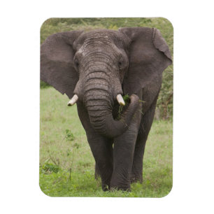 Magnet Flexible Afrique Tanzanie Elephant au cratère de Ngorongoro