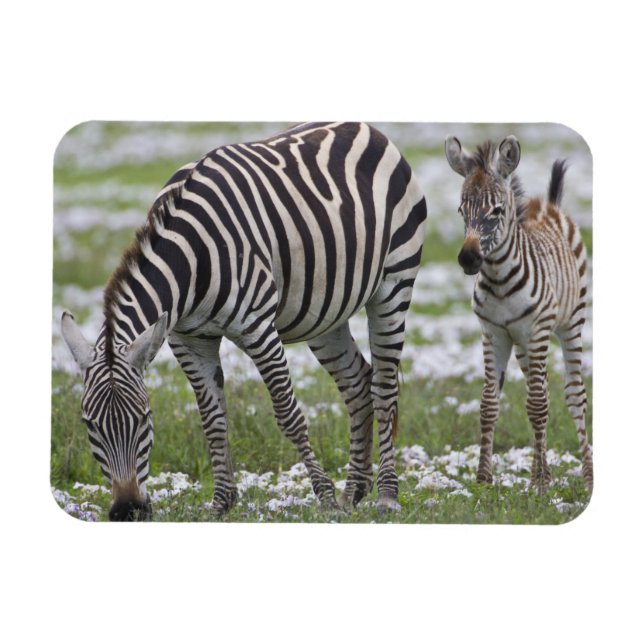 Magnet Flexible Afrique. Tanzanie. Mère et jeune zèbre (Horizontal)