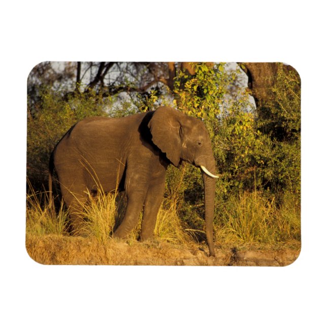 Magnet Flexible Afrique, Zimbabwe, Victoria Falls National Park. (Horizontal)