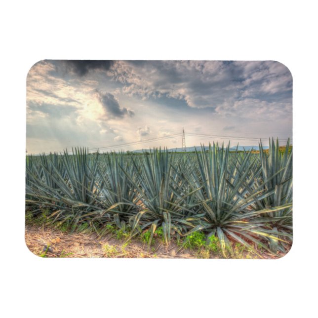 Magnet Flexible Agave bleue (Horizontal)