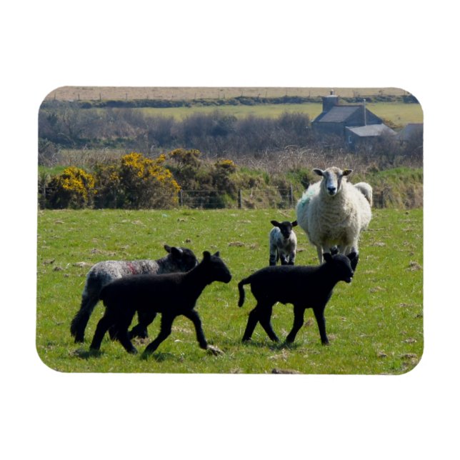 Magnet Flexible Agneaux de mouton Bodmin Moor Cornwall Angleterre (Horizontal)