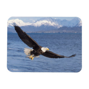 Magnet Flexible aigle à tête blanche, Haliaeetus leucocephalus, en