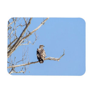 Magnet Flexible Aigle à tête blanche juvénile