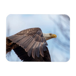 Magnet Flexible Aigle de Bald avec une poule de foin