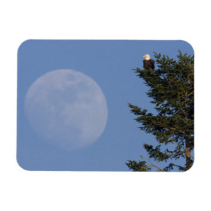 Magnet Flexible Aigle de Bald Pleine lune montante