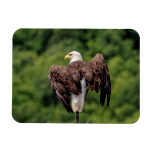 Magnet Flexible Aigle de Bald sur une branche