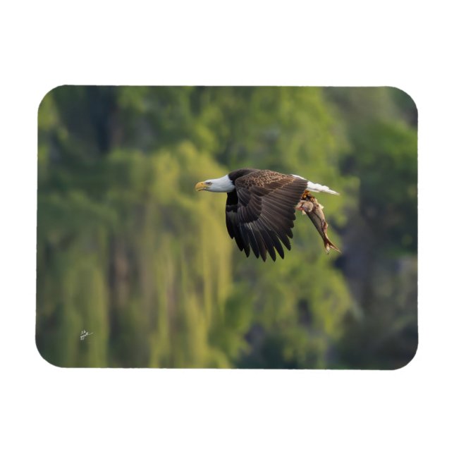 Magnet Flexible Aigle du Pacifique Nord-Ouest avec blanc Saumon (Horizontal)