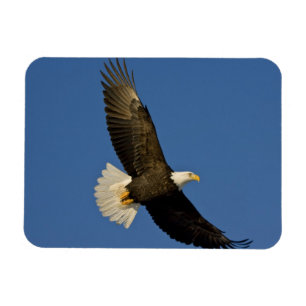 Magnet Flexible Aigle, Haliaeetus leucocephalus, Homer,