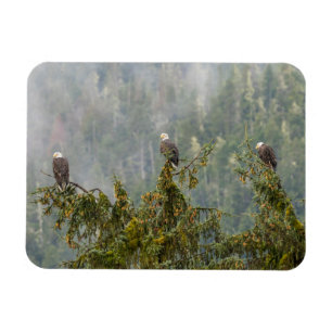 Magnet Flexible Aigles royaux Forêt nationale de Tongass en Alas