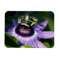 Aimant à fleur de passion de lavande