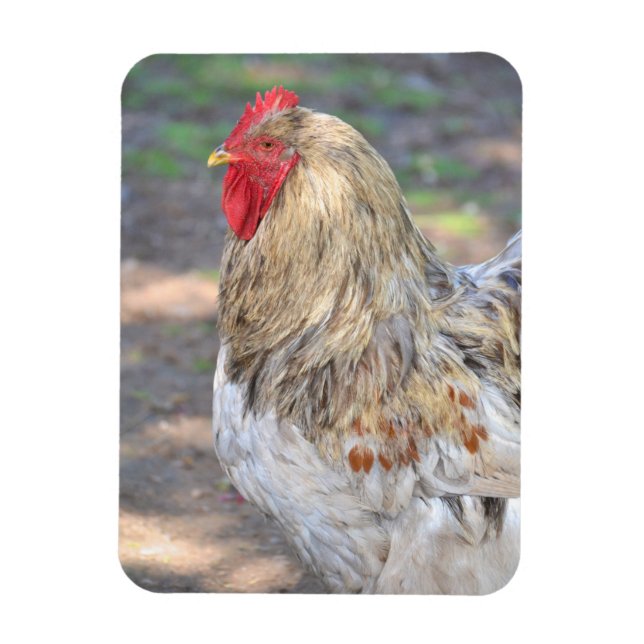 Magnet Flexible Aimant au poulet (Vertical)