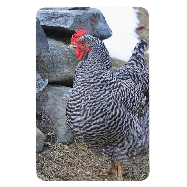 Magnet Flexible Aimant au poulet (Vertical)