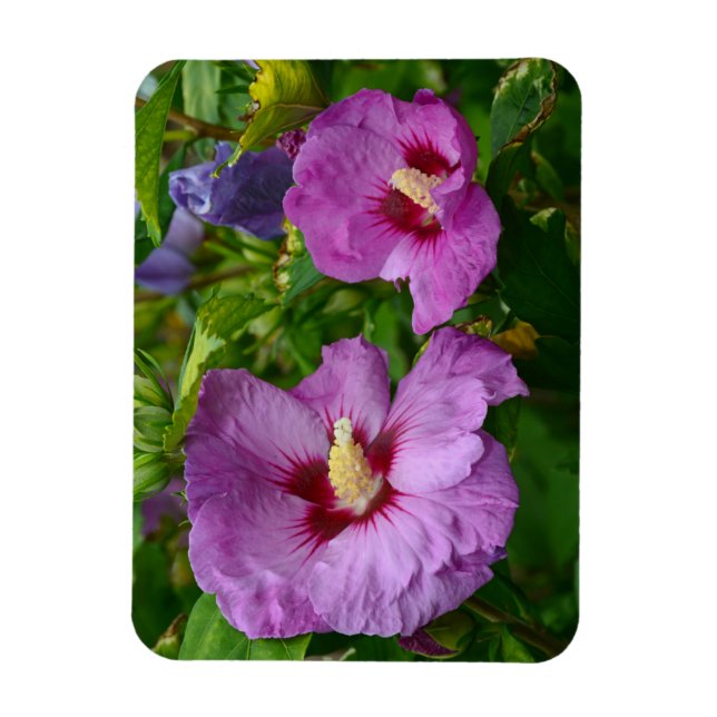 Magnet Flexible Aimant aux fleurs d'hibiscus pourpre (Vertical)