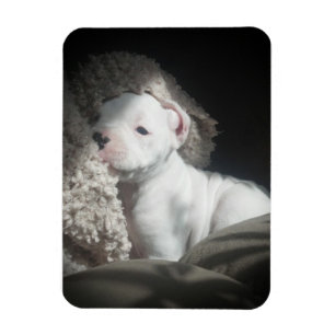 Magnet Flexible aimant blanc de chiot de boxeur