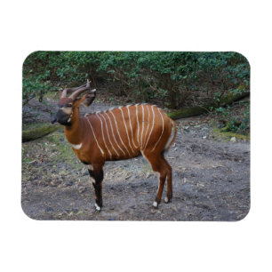 Magnet Flexible Aimant Bongo (Antelope)