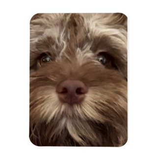 Magnet Flexible aimant "COCKAPOO"