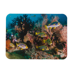 Magnet Flexible Aimant Coral Reef