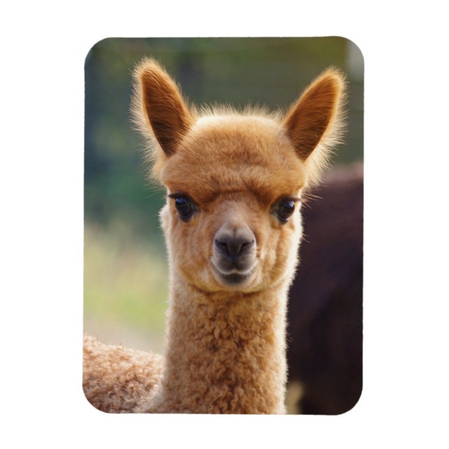 Magnet Flexible Aimant Cute Alpaca (Vertical)
