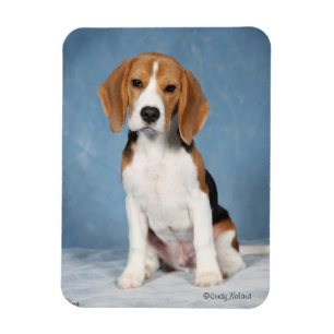 Magnet Flexible Aimant de chiot de beagle